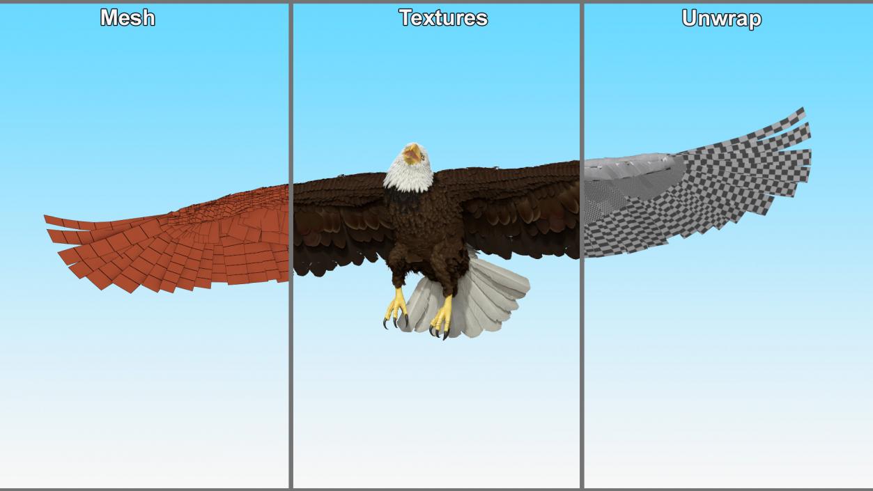 Flying Bald Eagle 3D