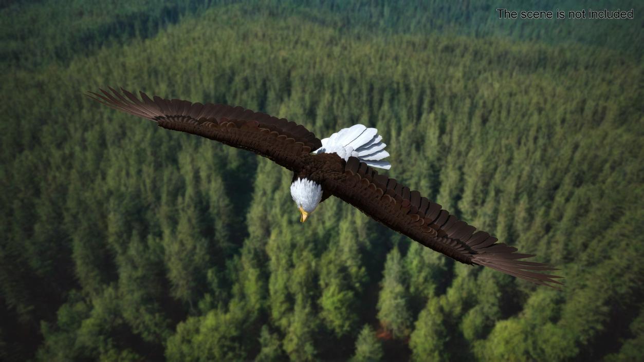 Flying Bald Eagle 3D