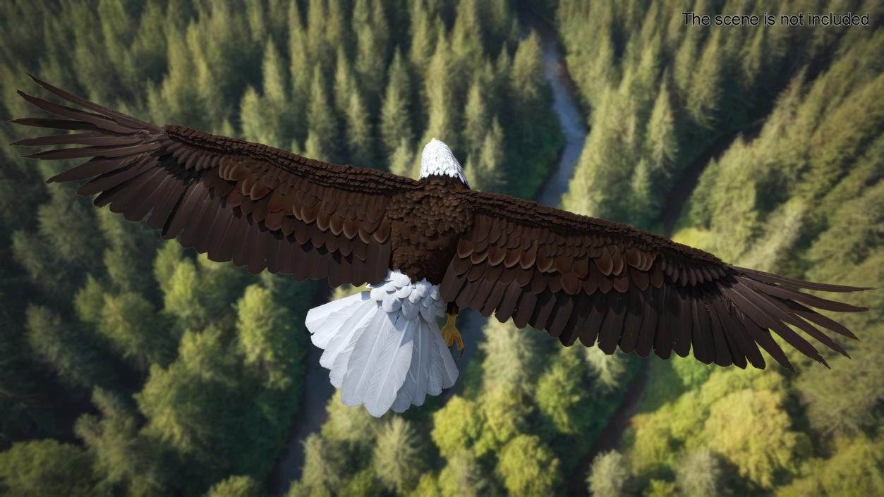 Flying Bald Eagle 3D