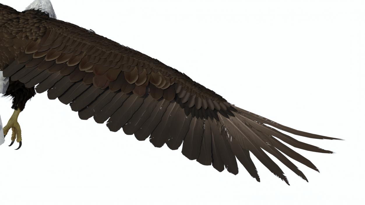 Flying Bald Eagle 3D