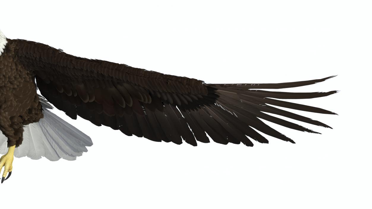 Flying Bald Eagle 3D