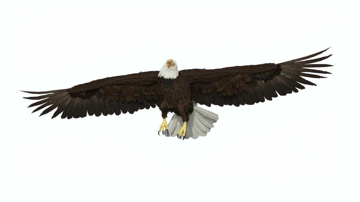 Flying Bald Eagle 3D