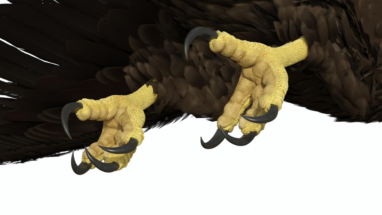 Flying Bald Eagle 3D