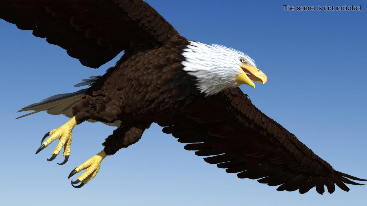 Flying Bald Eagle 3D