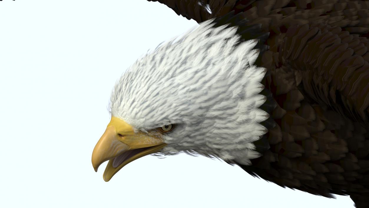 Flying Bald Eagle 3D