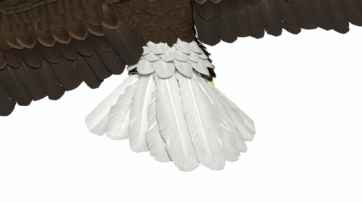 Flying Bald Eagle 3D