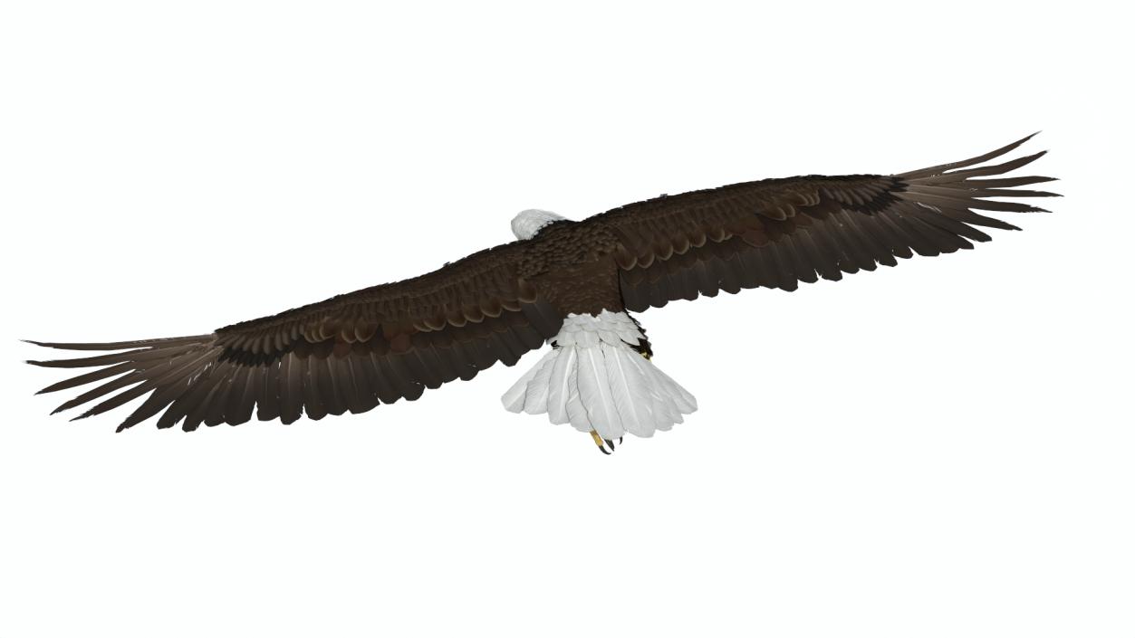 Flying Bald Eagle 3D