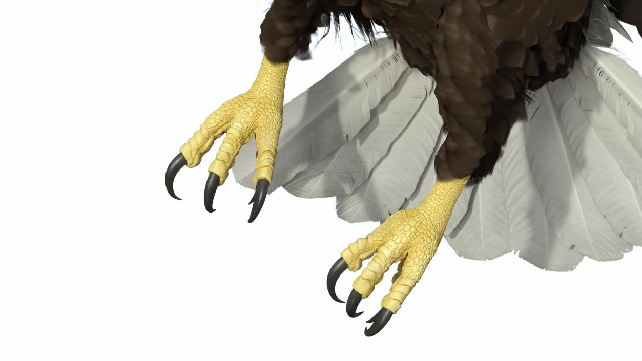 Flying Bald Eagle 3D