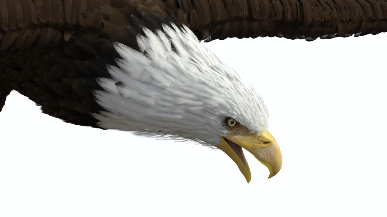 Flying Bald Eagle 3D