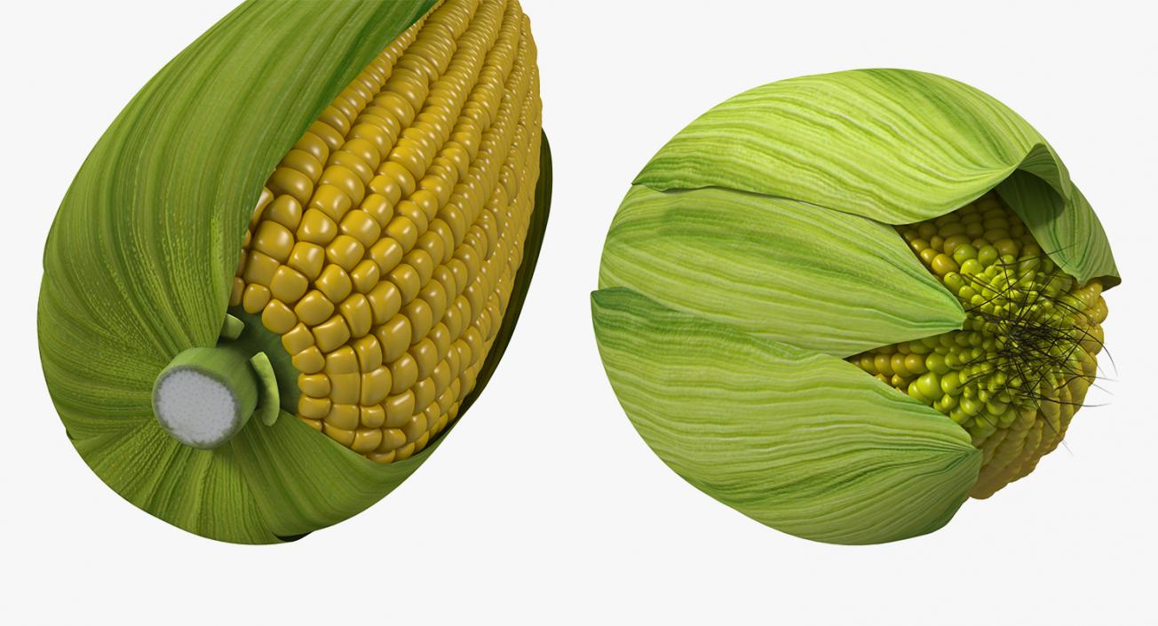 Corn Collection 2 3D