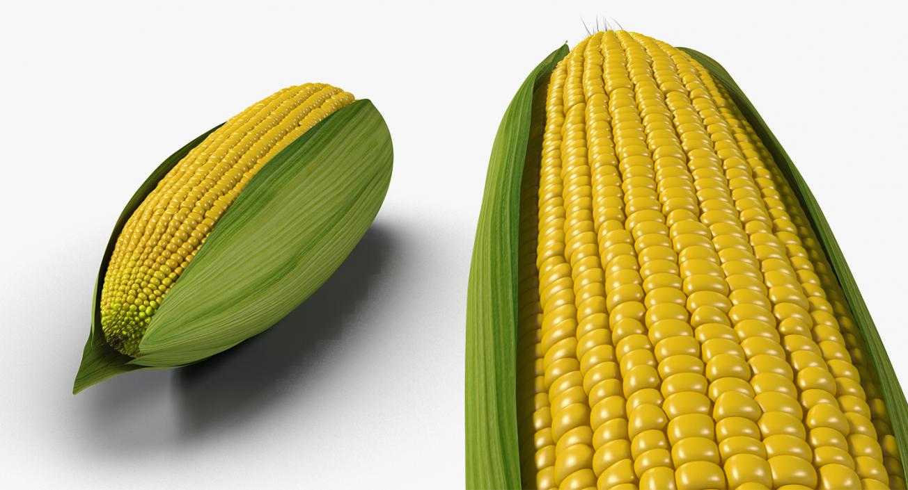 Corn Collection 2 3D