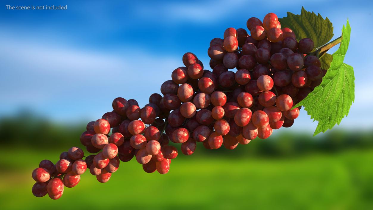 3D model Red Sultana Grape Cluster