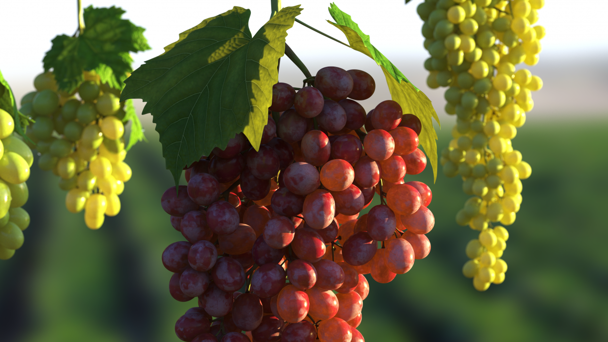 3D model Red Sultana Grape Cluster