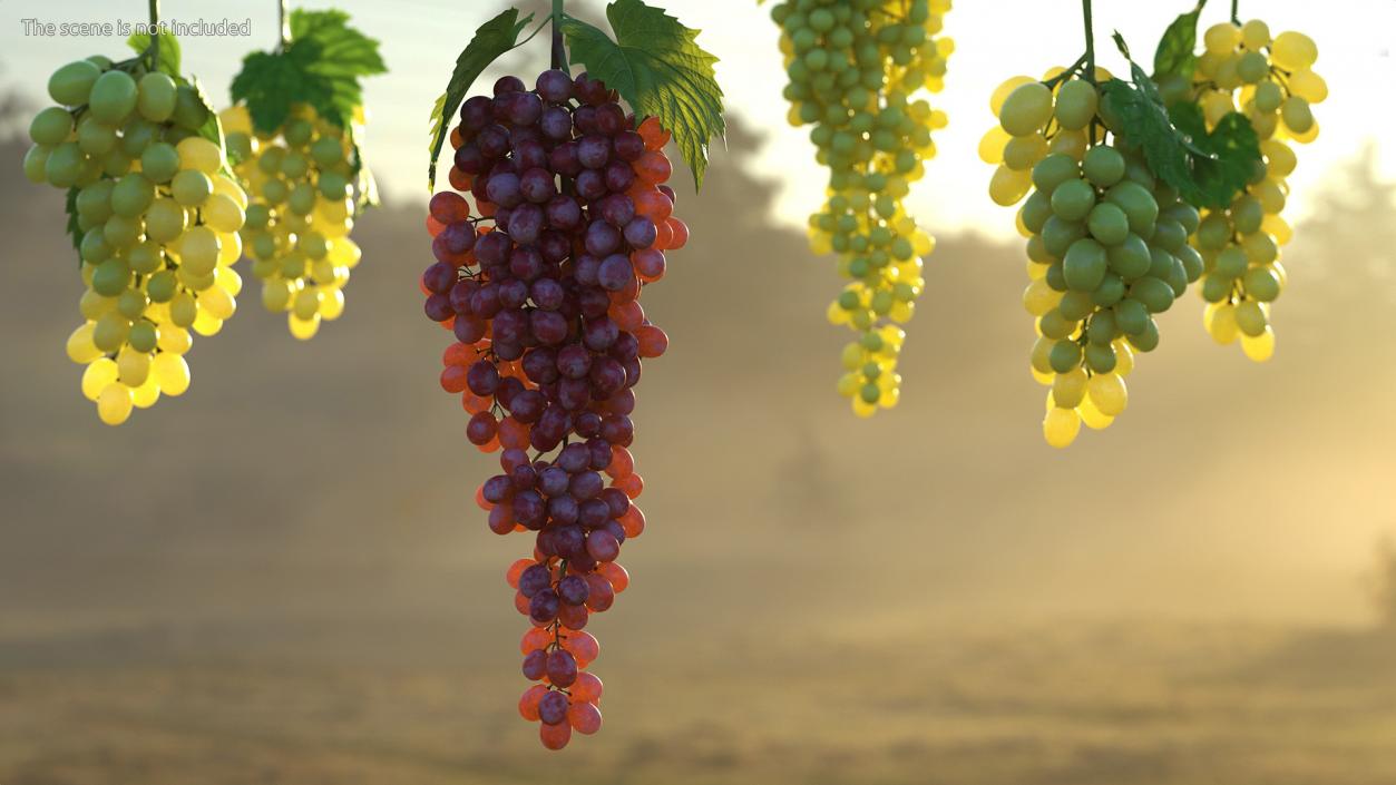 3D model Red Sultana Grape Cluster