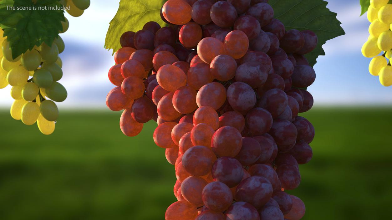 3D model Red Sultana Grape Cluster