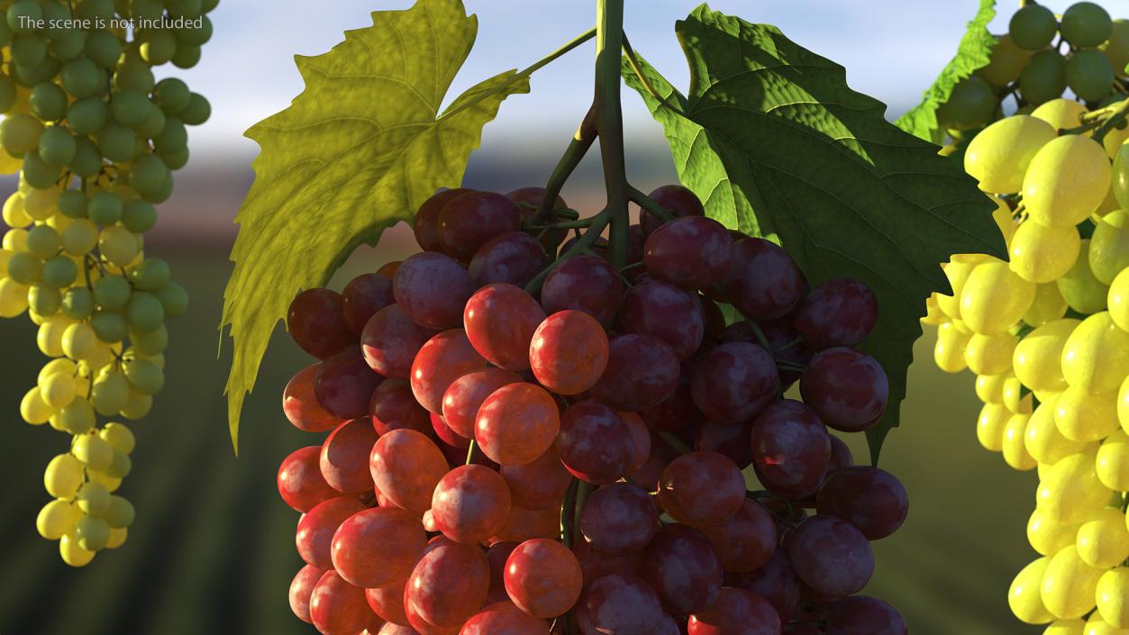 3D model Red Sultana Grape Cluster