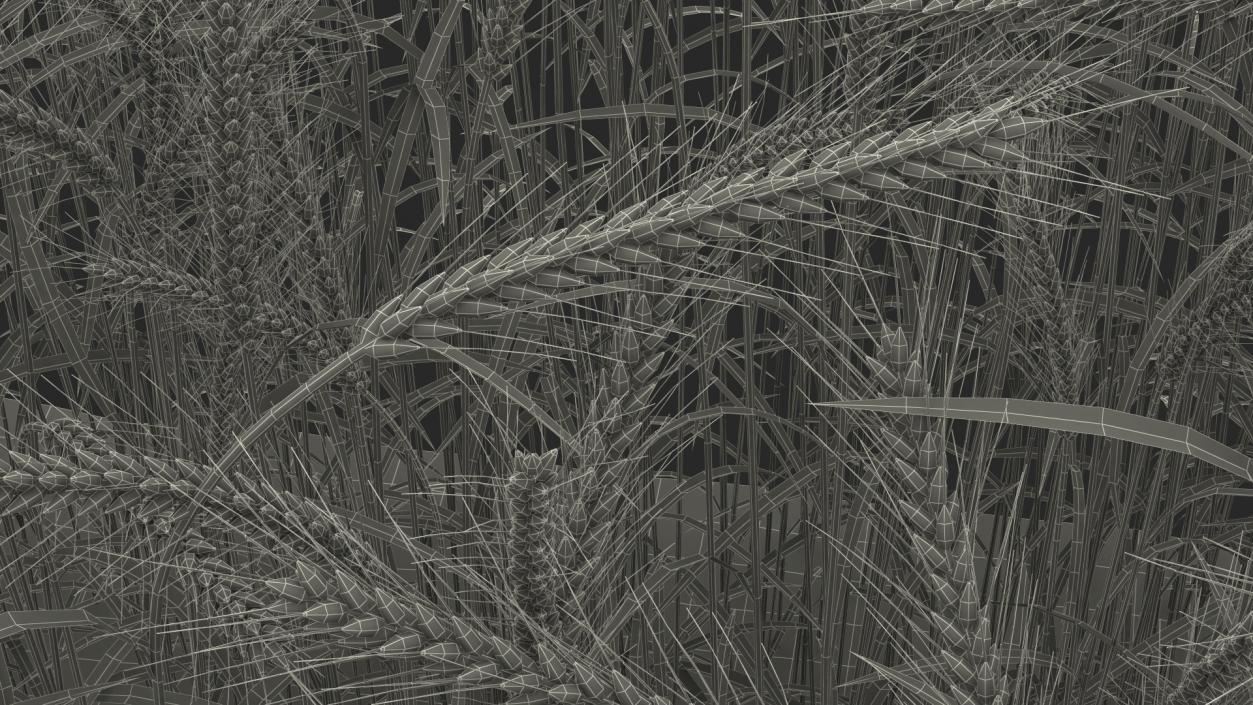 Section of Wheat Field 3D