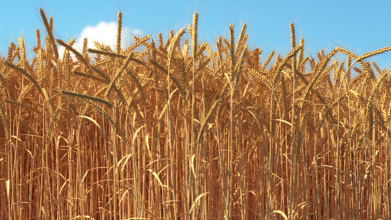 Section of Wheat Field 3D