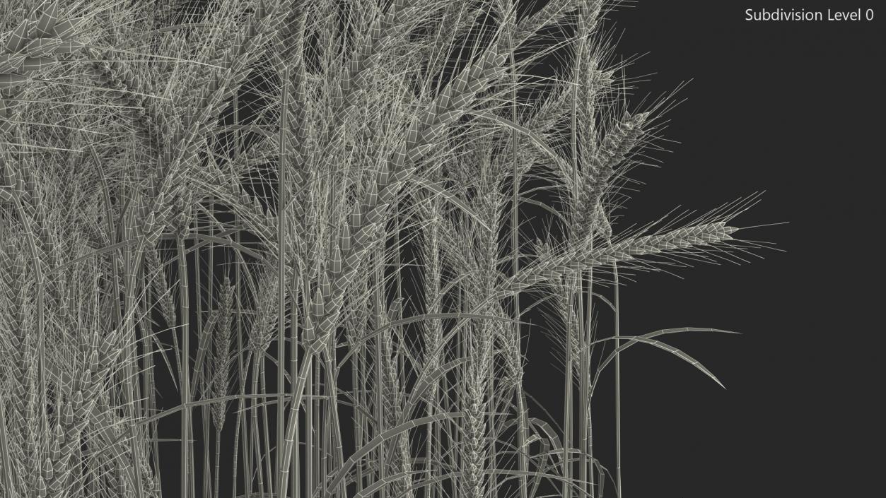 Section of Wheat Field 3D