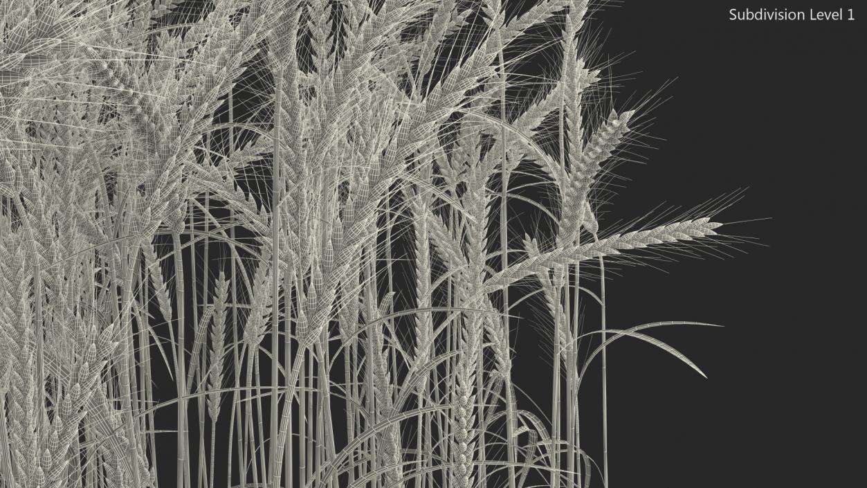 Section of Wheat Field 3D