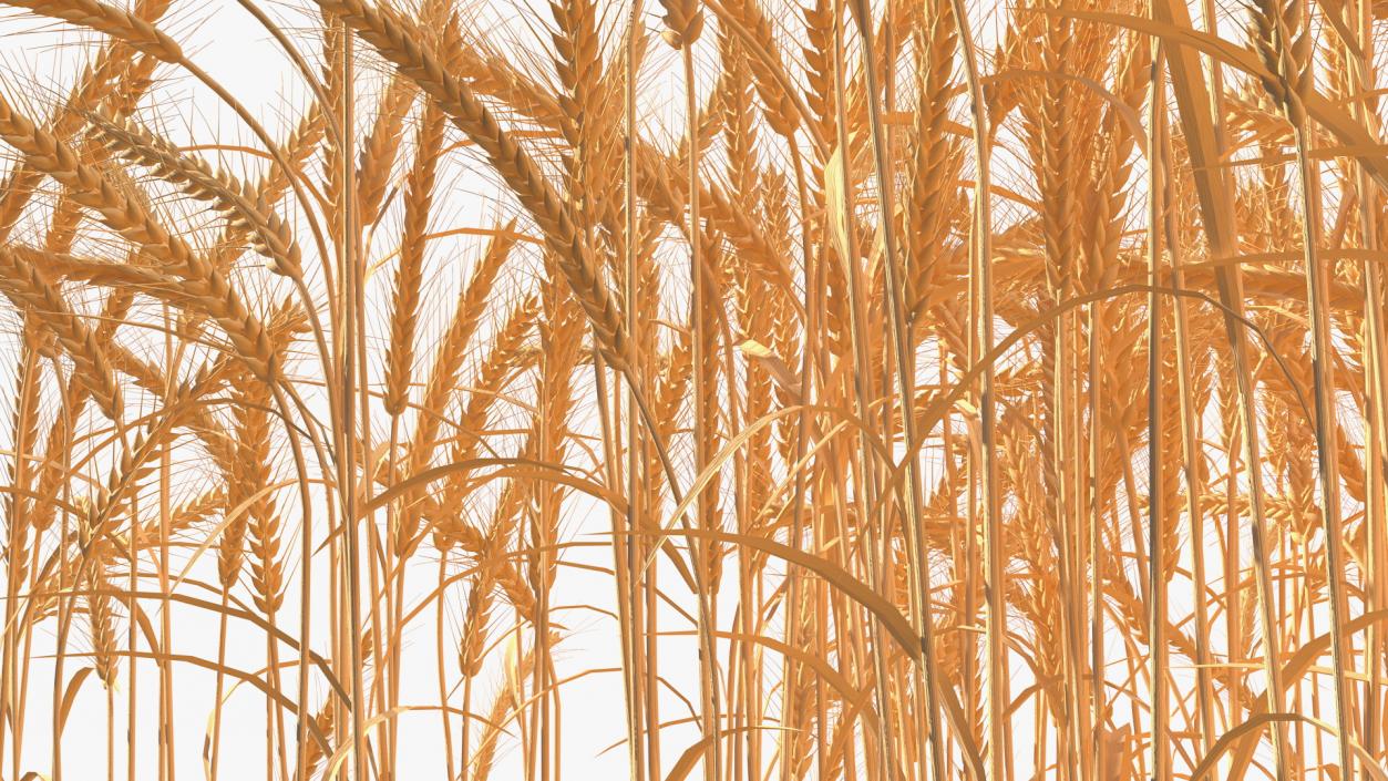 Section of Wheat Field 3D