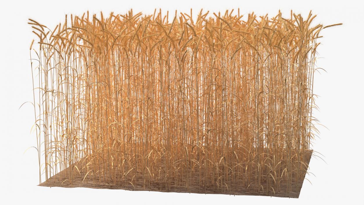 Section of Wheat Field 3D