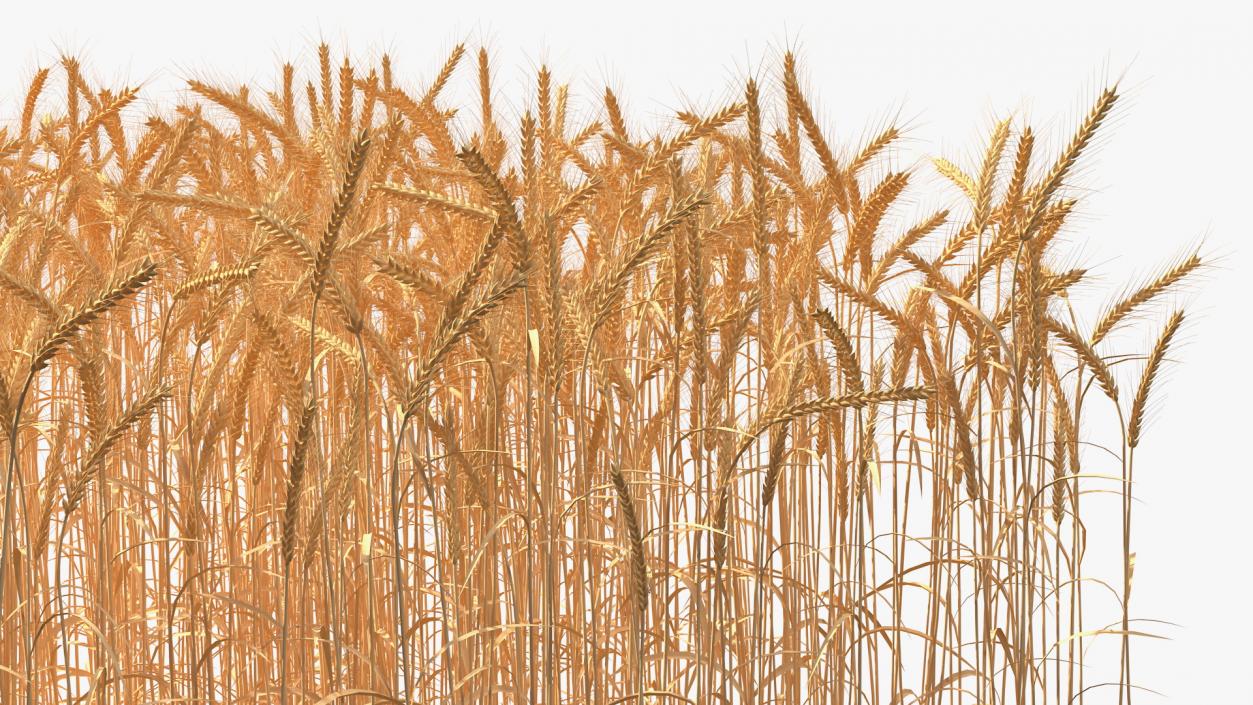 Section of Wheat Field 3D