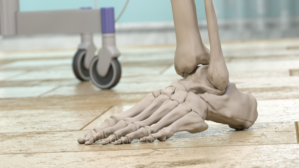 Male Leg Skeleton 3D