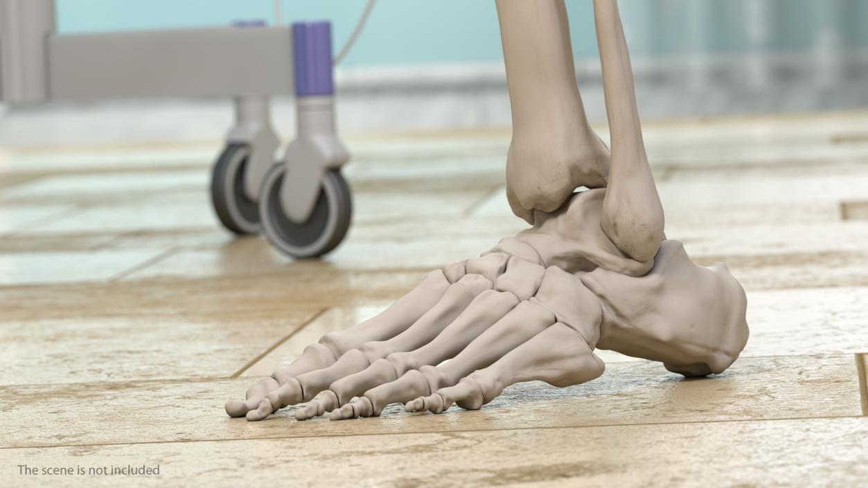 Male Leg Skeleton 3D