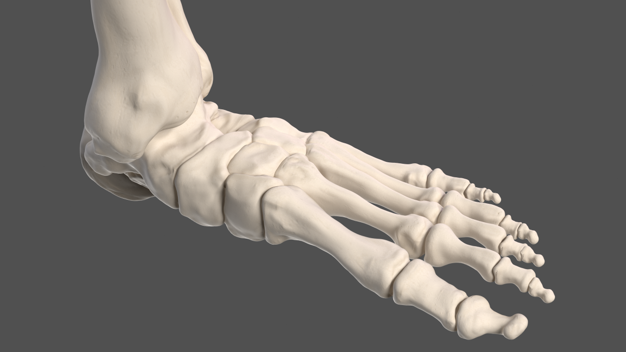 Male Leg Skeleton 3D