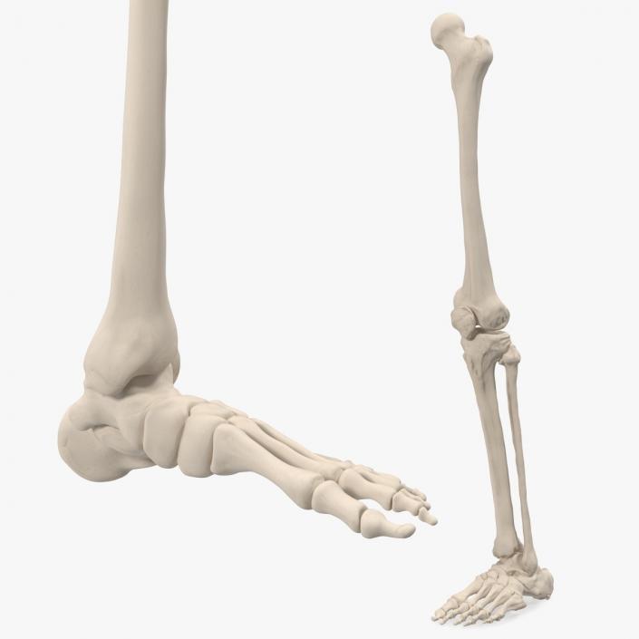 Male Leg Skeleton 3D