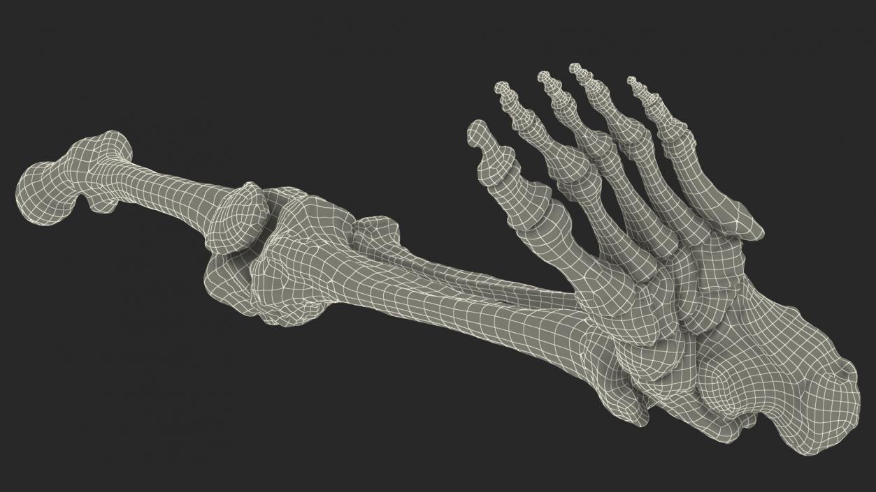 Male Leg Skeleton 3D