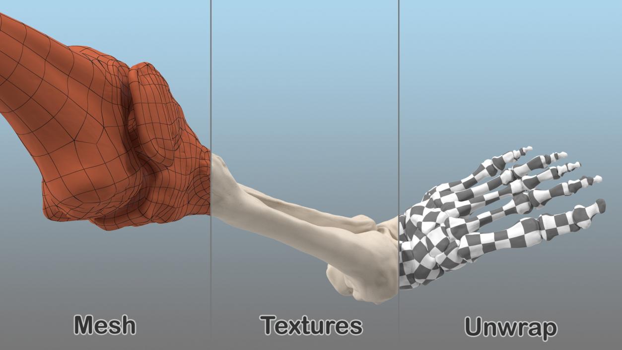 Male Leg Skeleton 3D