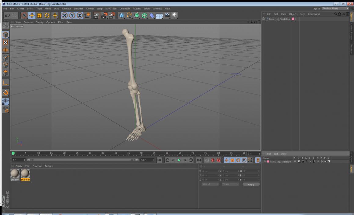 Male Leg Skeleton 3D