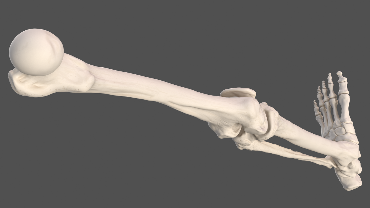 Male Leg Skeleton 3D