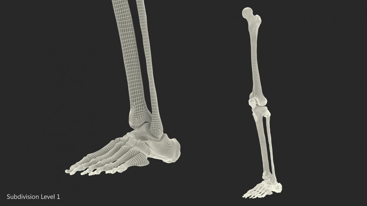 Male Leg Skeleton 3D