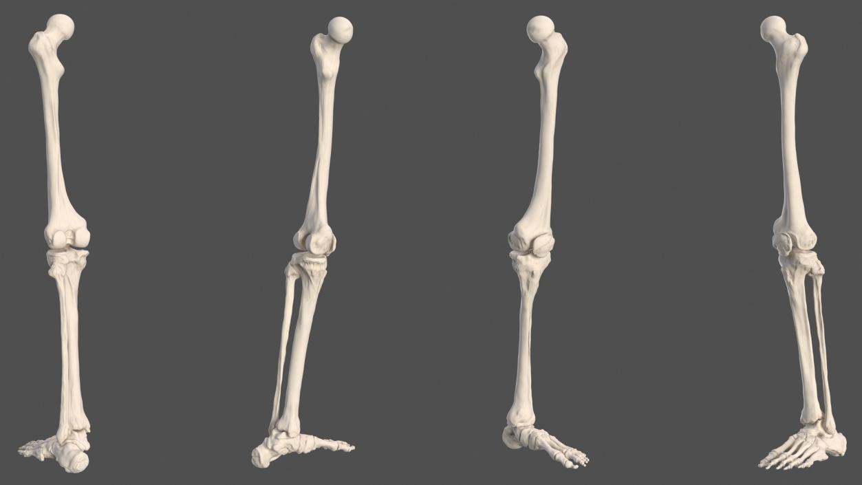 Male Leg Skeleton 3D