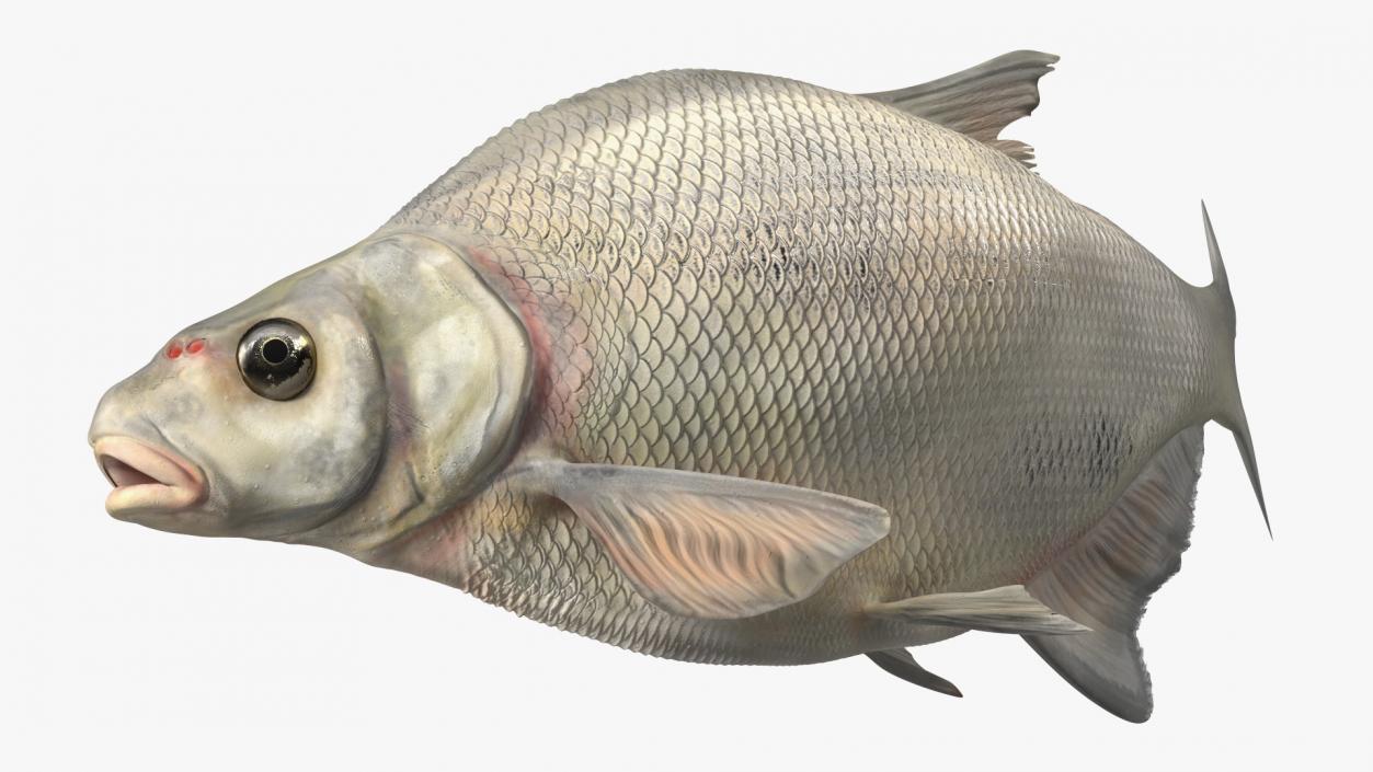 3D Silver Bream Fish Swimming