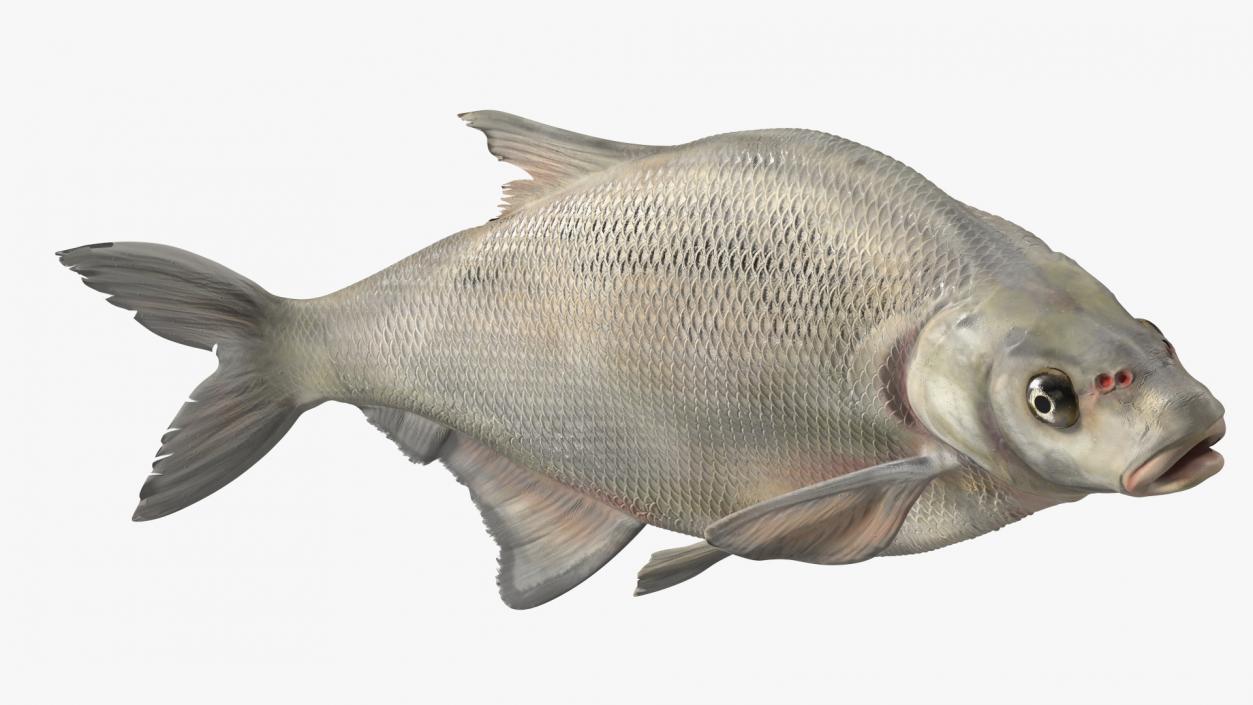 3D Silver Bream Fish Swimming