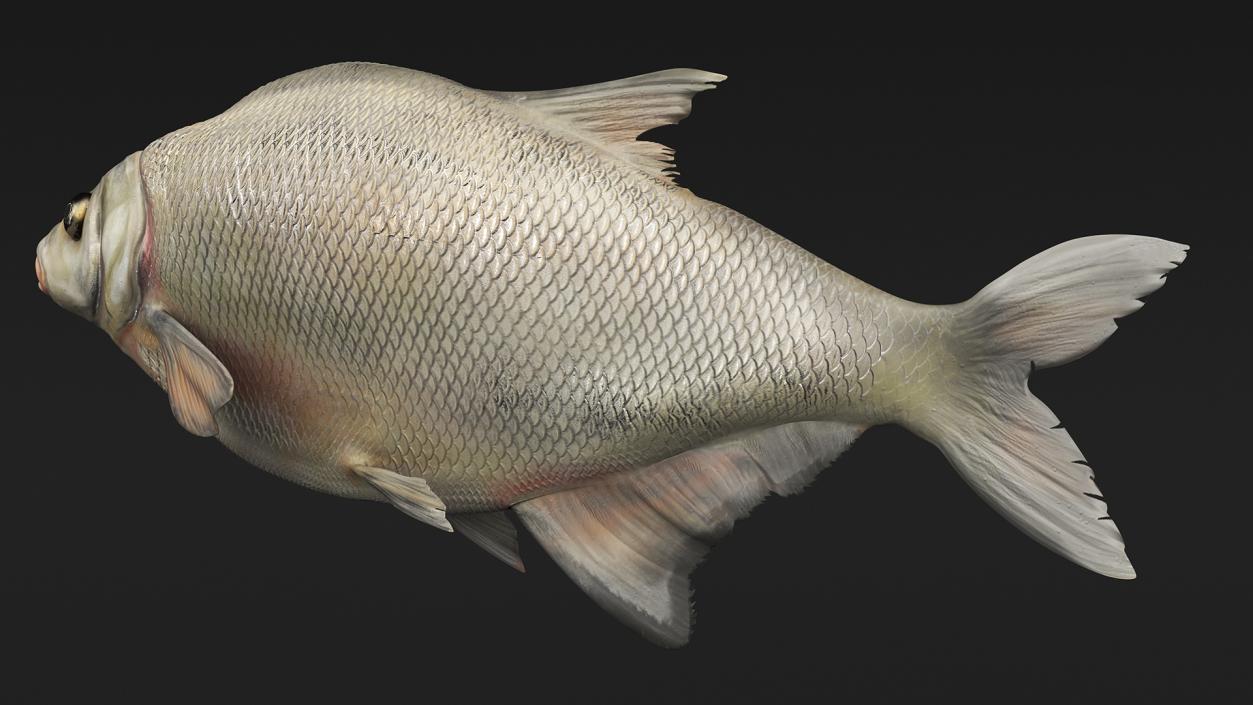 3D Silver Bream Fish Swimming