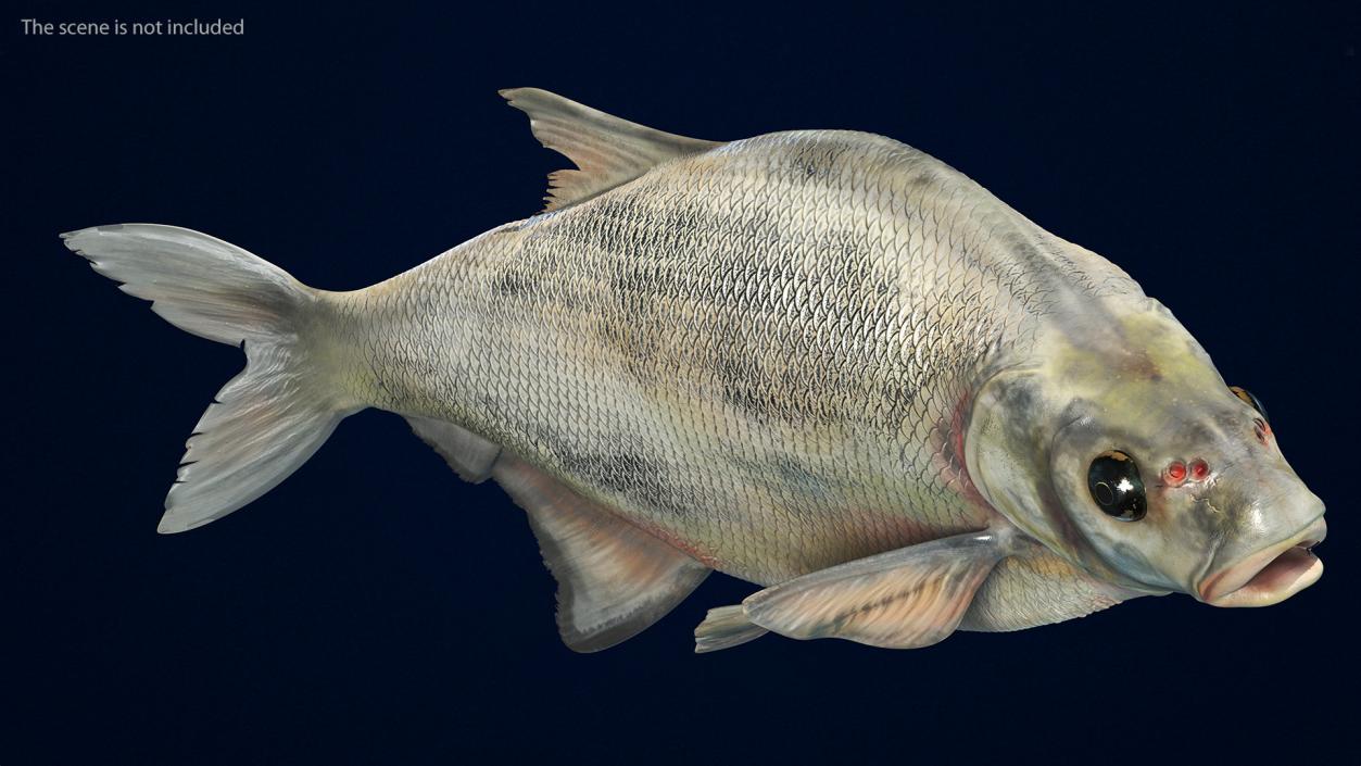 3D Silver Bream Fish Swimming