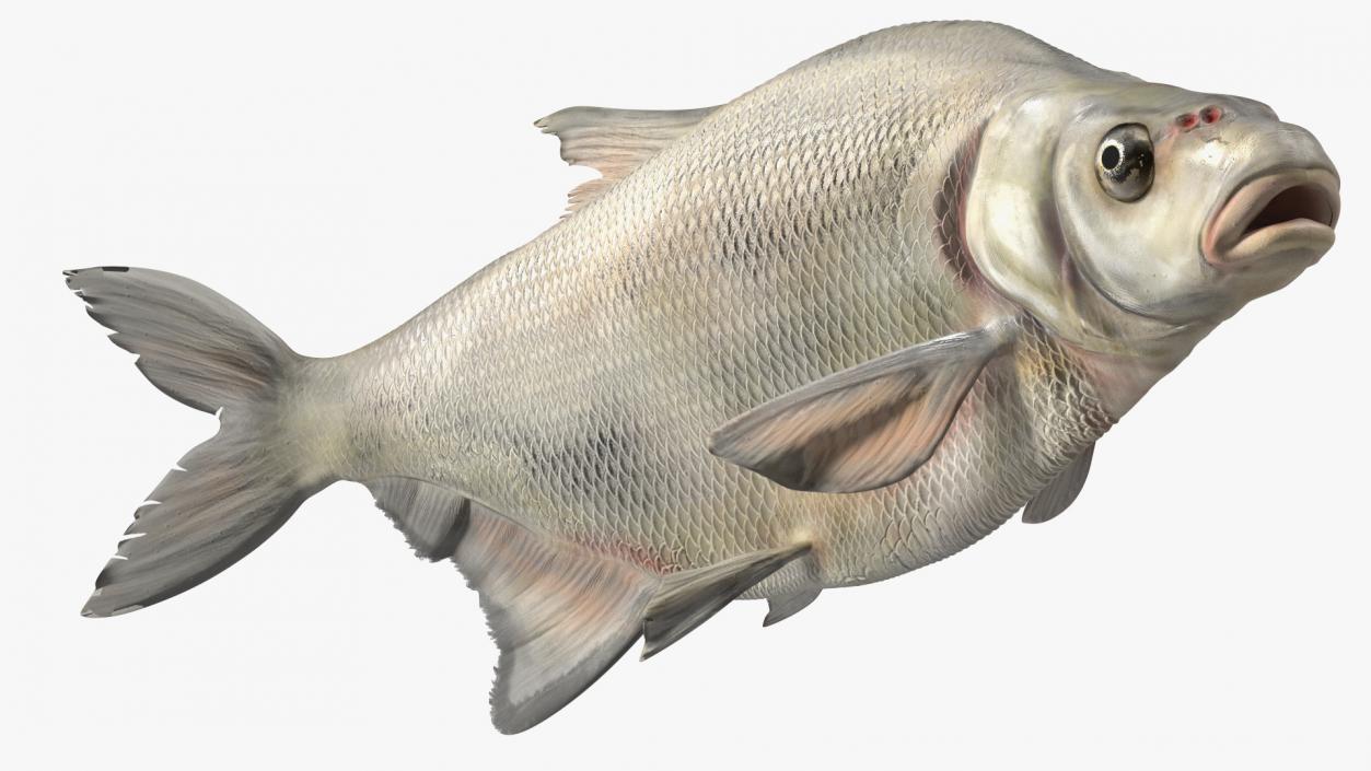 3D Silver Bream Fish Swimming