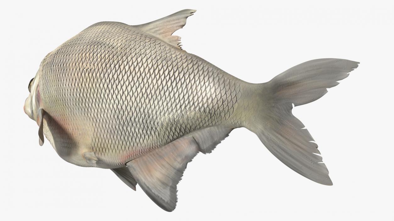 3D Silver Bream Fish Swimming