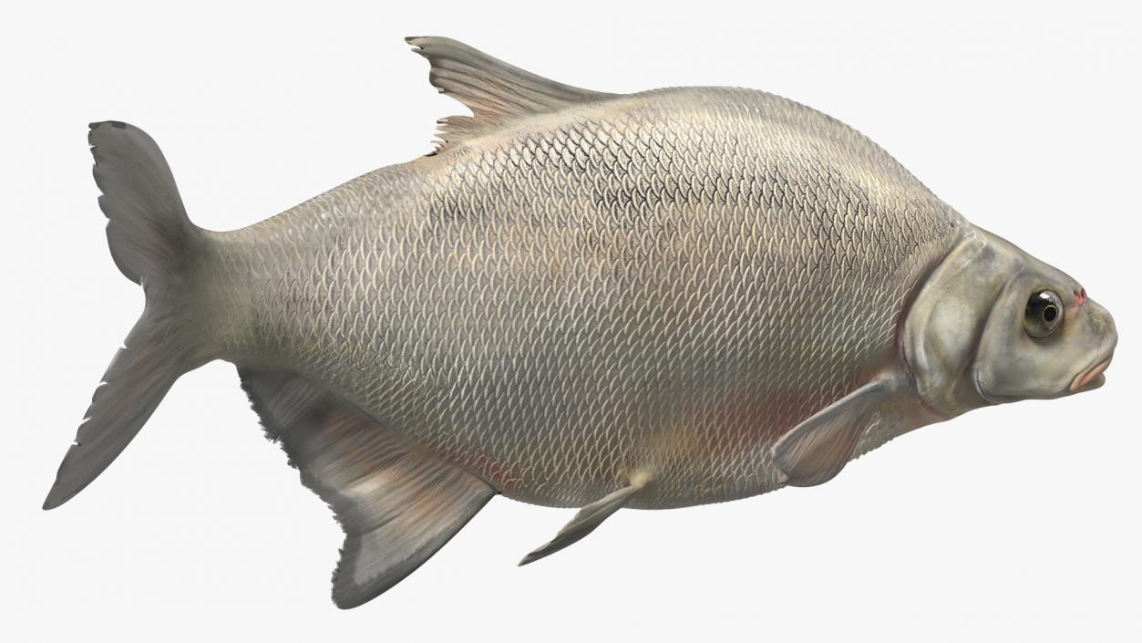 3D Silver Bream Fish Swimming