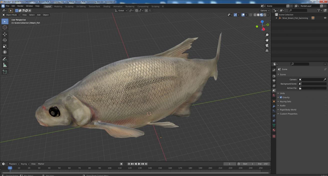 3D Silver Bream Fish Swimming