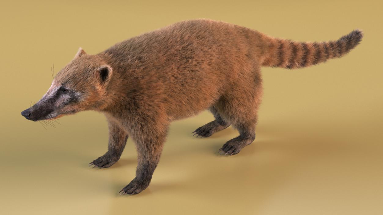 Nasua Mammal Basic Pose Fur 3D