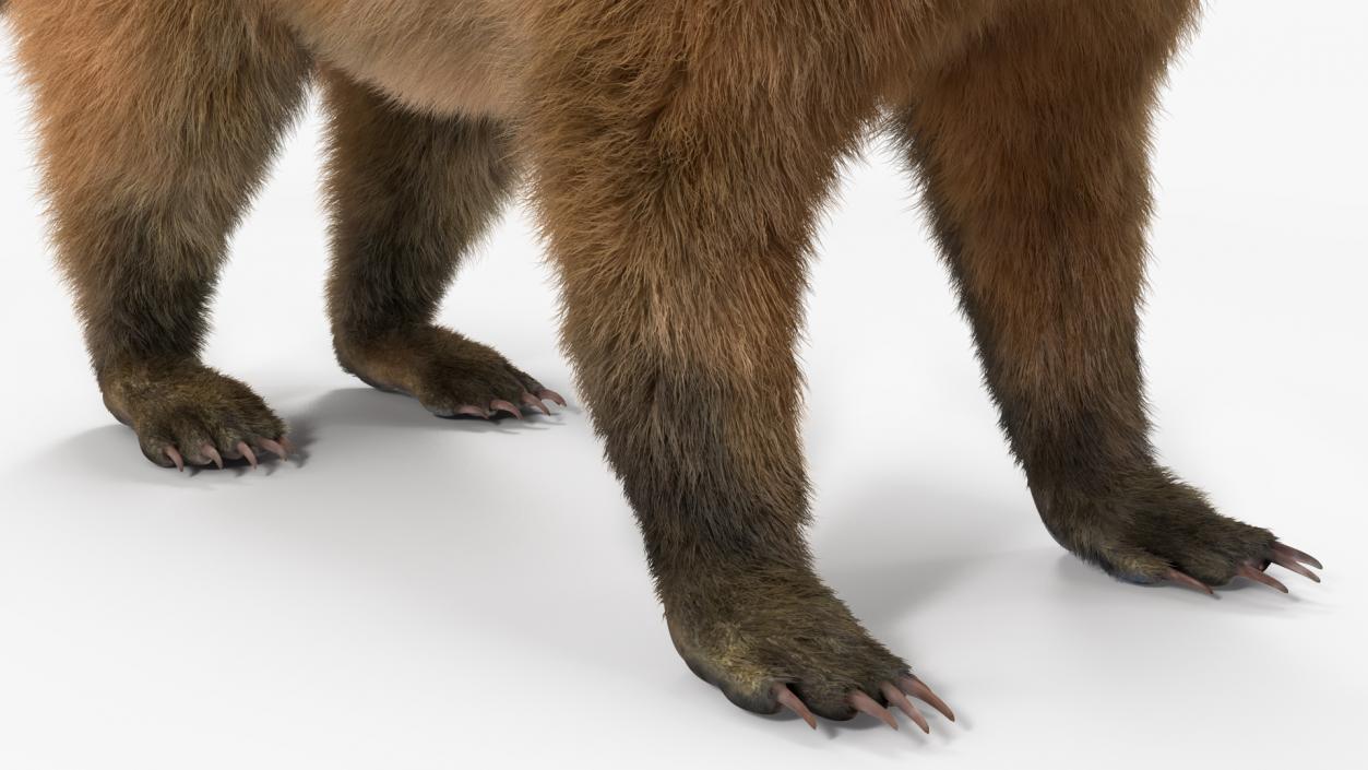 Nasua Mammal Basic Pose Fur 3D