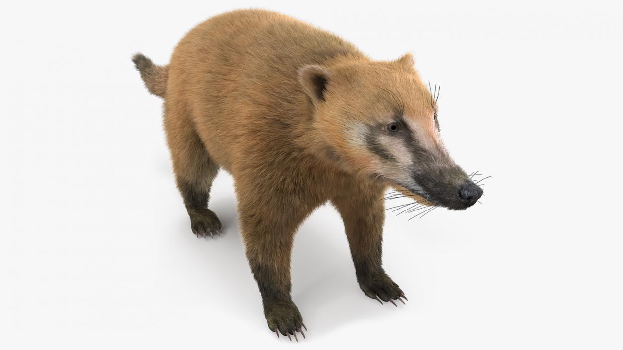 Nasua Mammal Basic Pose Fur 3D