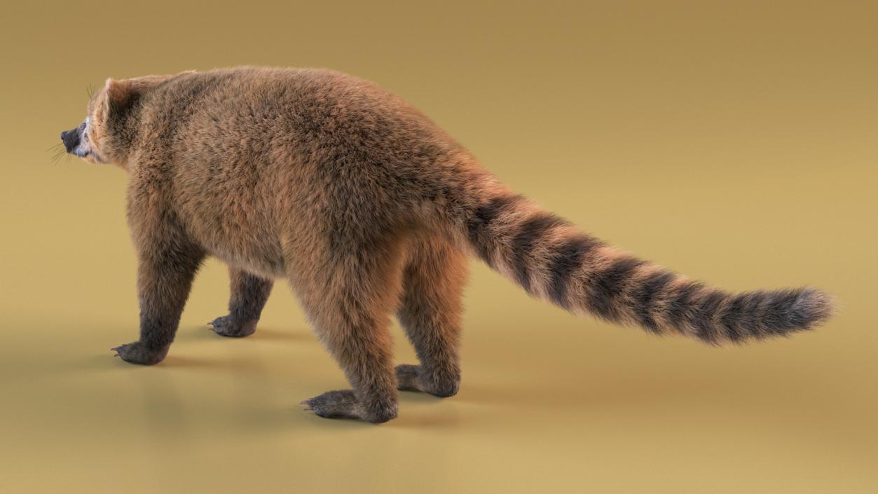 Nasua Mammal Basic Pose Fur 3D