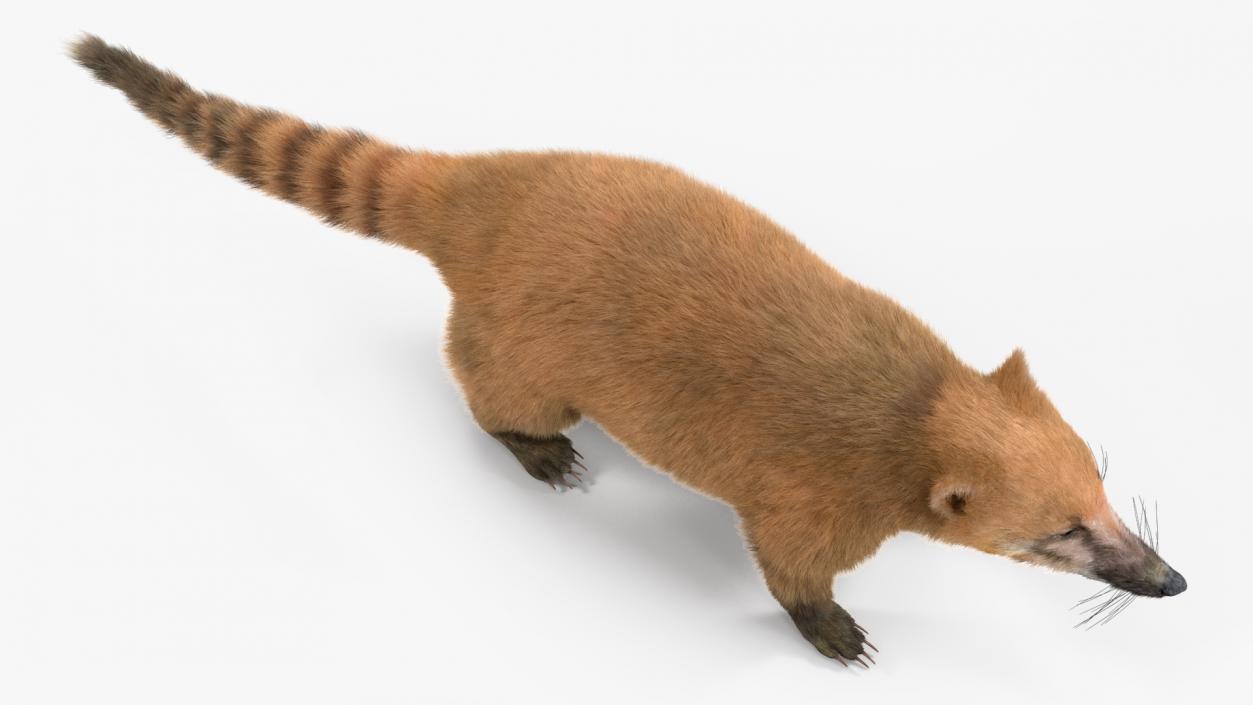 Nasua Mammal Basic Pose Fur 3D